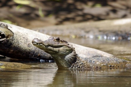 Kostarická odysea - od Pacifiku ke Karibiku - 28