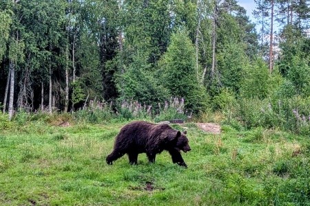 ROMANTICKÉ PUTOVÁNÍ FINSKOU DIVOČINOU - komfortně - 11