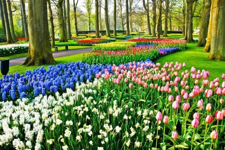 HOLANDSKO A BELGIE V KVĚTU TULIPÁNŮ - 5