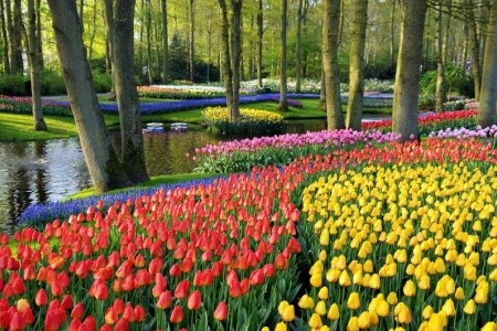 ROZKVETLÉ HOLANDSKO  země mlýnů, dřeváků a sýrů s návštěvou květinového parku KEUKENHOF - 9