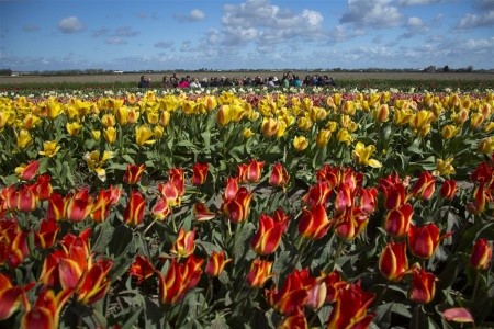 ROZKVETLÉ HOLANDSKO  země mlýnů, dřeváků a sýrů s návštěvou květinového parku KEUKENHOF - 13