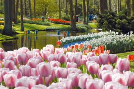 ROZKVETLÉ HOLANDSKO  země mlýnů, dřeváků a sýrů s návštěvou květinového parku KEUKENHOF - 17