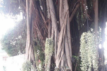 THAJSKO - velký okruh - 71