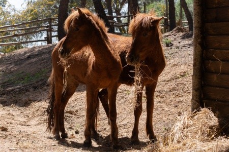 Forte Village Resort - Pineta - 71