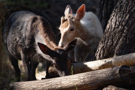 Forte Village Resort - Pineta - 72