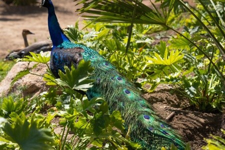 Forte Village Resort - 87