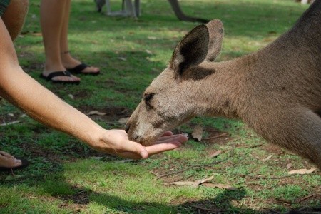 Austrálie - Nový Zéland - 9