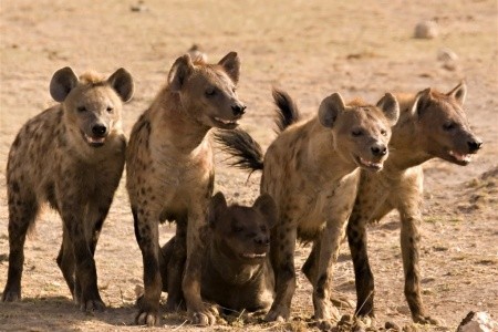 Ve stínu Kilimanjara - safari v Keni s českým průvodcem - 11