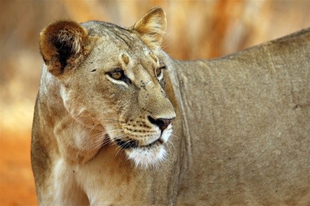 Ve stínu Kilimanjara - safari v Keni s českým průvodcem - 13