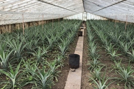 Azorské ostrovy - Terceira, Sao Miguel a Santa Maria - turistický a poznávací okruh - 18