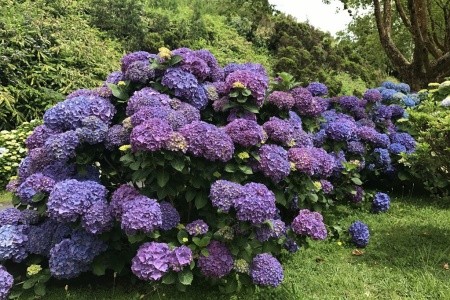 Azorské ostrovy - Terceira, Sao Miguel a Santa Maria - turistický a poznávací okruh - 43