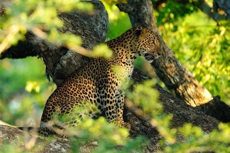 To nejlepší ze Srí Lanky - 6