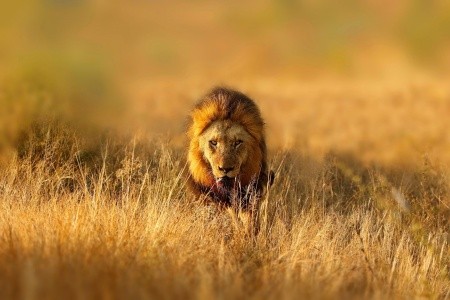 Putování Jihoafrickou republikou - 18