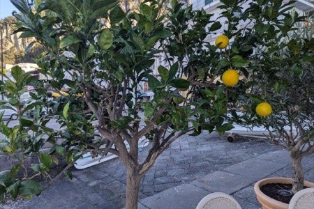 Krásy Flegrejských ostrovů, Ischia, Capri a Procida - 6