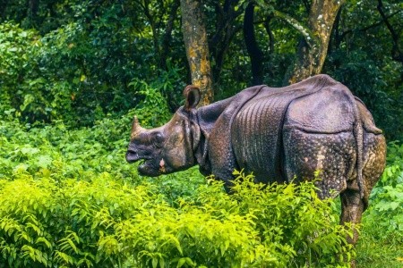 Neuvěřitelný Nepál - starobylé Káthmándú, divoký Chitwan a trek himalájskými údolími - 3