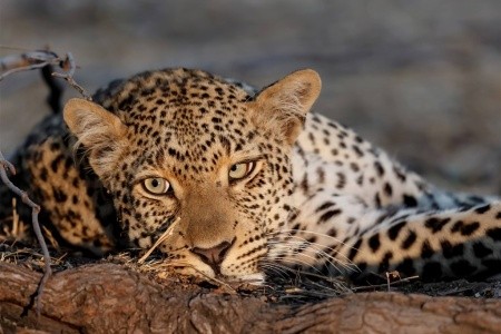 Safari v Jižní Africe s českým průvodcem - 1