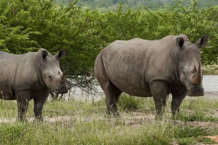 Safari v Jižní Africe s českým průvodcem - 4