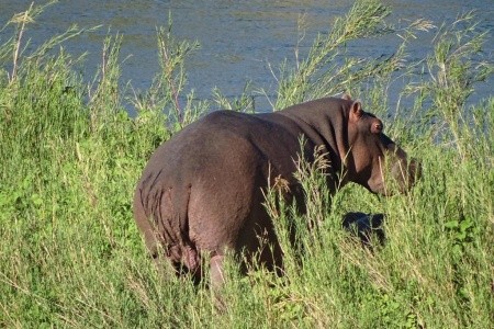Safari v Jižní Africe s českým průvodcem - 5