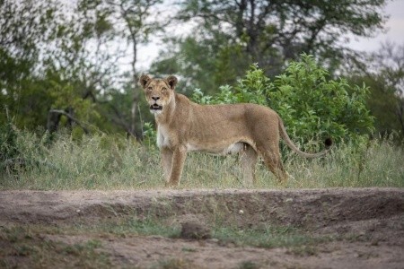 Safari v Jižní Africe s českým průvodcem - 6