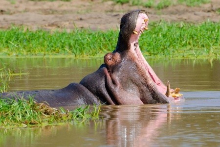 Kapské Město a safari v Krugerově parku s českým průvodcem - 1