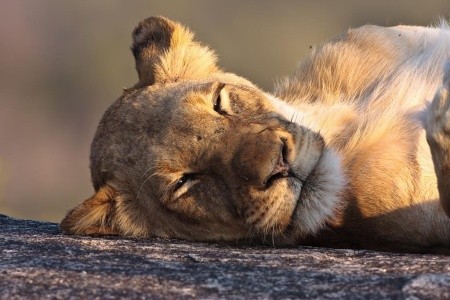 Kapské Město a safari v Krugerově parku s českým průvodcem - 4