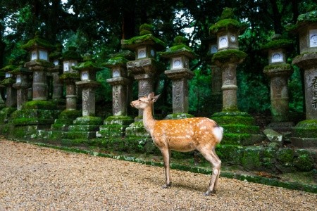 To nejlepší z Japonska - země samurajů - 23
