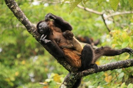 Kostarika - zelené srdce Střední Ameriky, vstupy do NP v ceně - 10