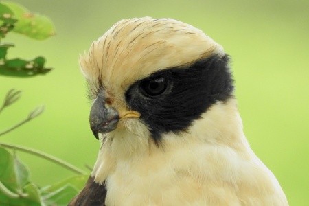 Kostarika - zelené srdce Střední Ameriky, vstupy do NP v ceně - 11