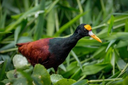 Kostarika - zelené srdce Střední Ameriky, vstupy do NP v ceně - 12