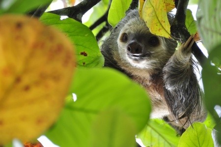 Kostarika - zelené srdce Střední Ameriky, vstupy do NP v ceně - 32