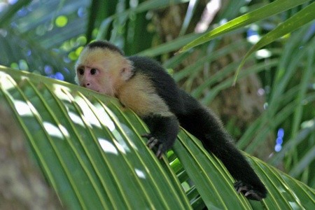 Kostarika - zelené srdce Střední Ameriky, vstupy do NP v ceně - 37