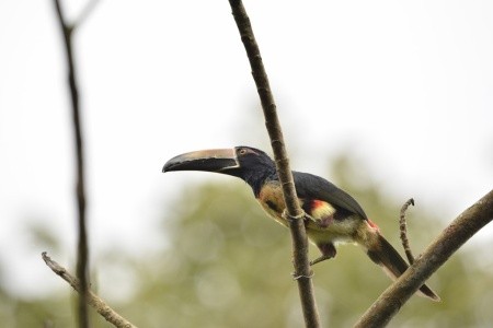 Kostarika - zelené srdce Střední Ameriky, vstupy do NP v ceně - 40