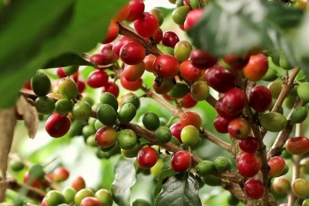 Kostarika - zelené srdce Střední Ameriky, vstupy do NP v ceně - 42