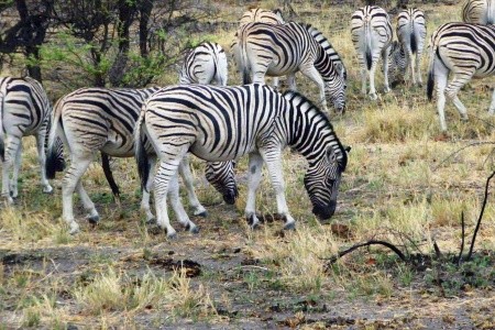 Podivuhodná Namibie - 2