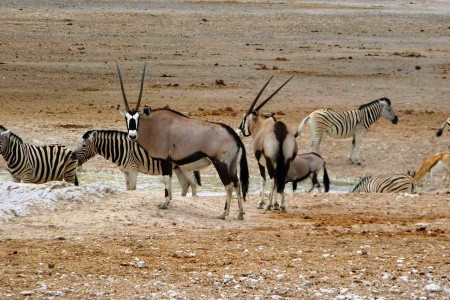 Podivuhodná Namibie - 7