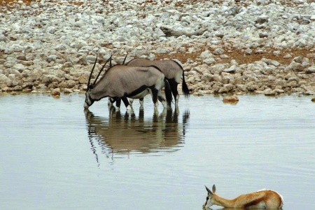 Podivuhodná Namibie - 11