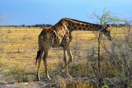 Podivuhodná Namibie - 13