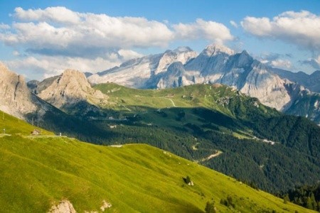 Stella Alpina (Bellamonte) - 3