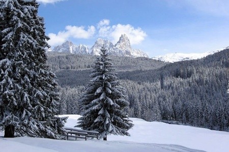 Stella Alpina (Bellamonte) - 9