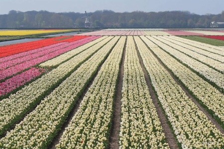 Holandská mozaika a květinové korzo - 2