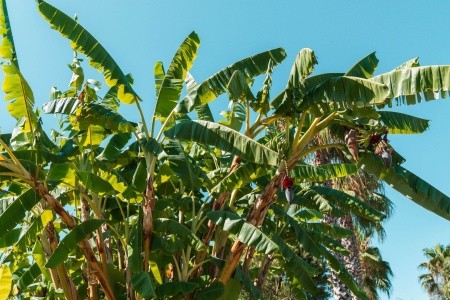 Turecko Side Süral Resort 8 dňový pobyt All Inclusive Letecky Letisko: Praha October 2026 ( 2/10/26- 9/10/26)