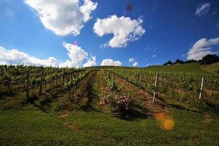 Weingut Rohrbacher (Gamlitz) - 1