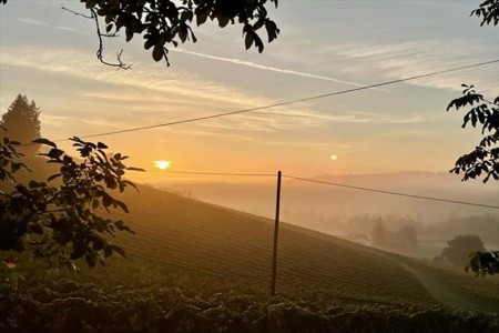 Weingut Rohrbacher (Gamlitz) - 8