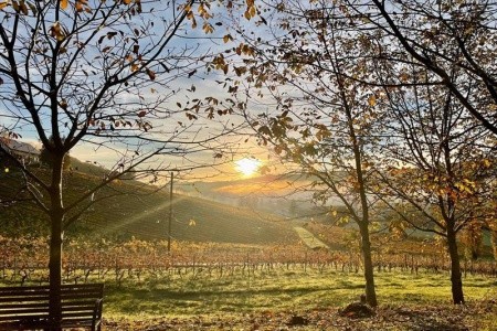 Weingut Rohrbacher (Gamlitz) - 9