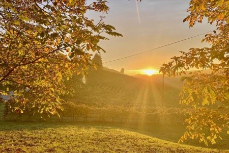 Weingut Rohrbacher (Gamlitz) - 15