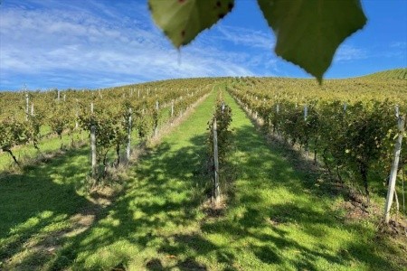 Weingut Rohrbacher (Gamlitz) - 18