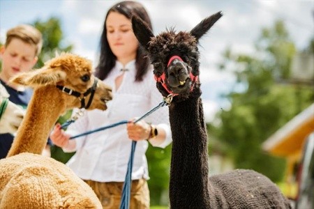 Der Almblick (Strallegg) - 13