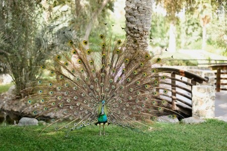 Ja The Resort - Ja Palm Tree Court - 103