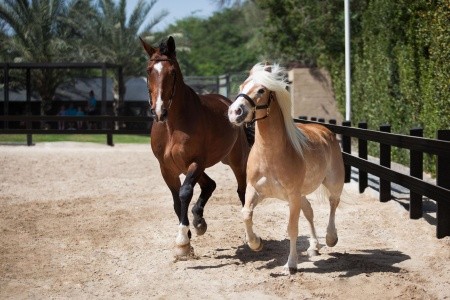 Ja The Resort - Ja Palm Tree Court - 107