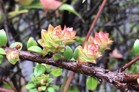 Kostarika a Panama - národní parky, moře, rafting, procházky - 4